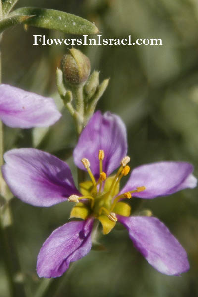 Fagonia Arabica,Fagonia cretica, Cretan prickly clover,פגוניה ערבית, شويكه, Aravah