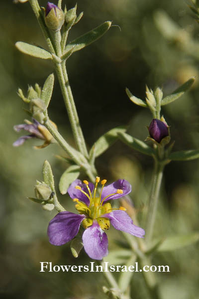Fagonia arabica,Fagonia cretica, Cretan prickly clover,פגוניה ערבית