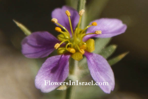 Fagonia arabica,Fagonia cretica, Cretan prickly clover,פגוניה ערבית