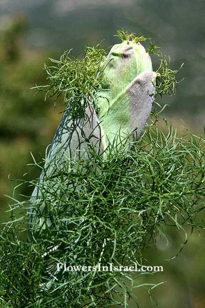 Ferula communis, Common Giant Fennel, כלך מצוי,Umbelliferae, Apiaceae, סוככיים