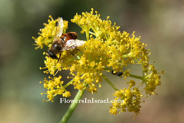 Ferula communis, Common Giant Fennel, כלך מצוי,Umbelliferae, Apiaceae, סוככיים