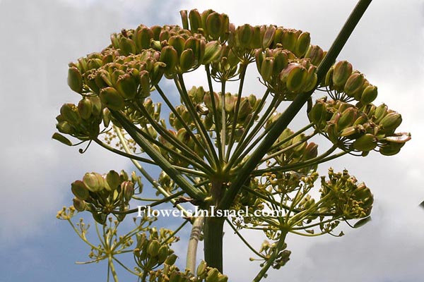 Ferula communis, Common Giant Fennel, כלך מצוי,Umbelliferae, Apiaceae, סוככיים