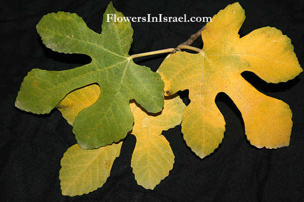 Ficus carica, Common fig, Edible fig, Fig, פיקוס התאנה, بلس , تين عادي 