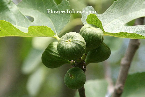 figs flower