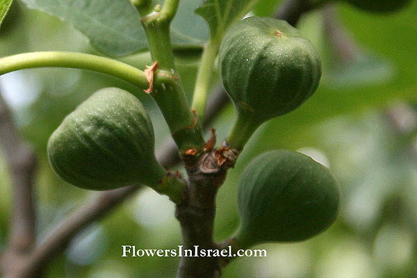 Native plants of Israel