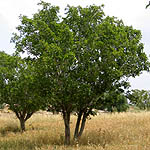 Ficus sycomorus, Israel, green wildflowers