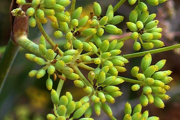 Common Fennel