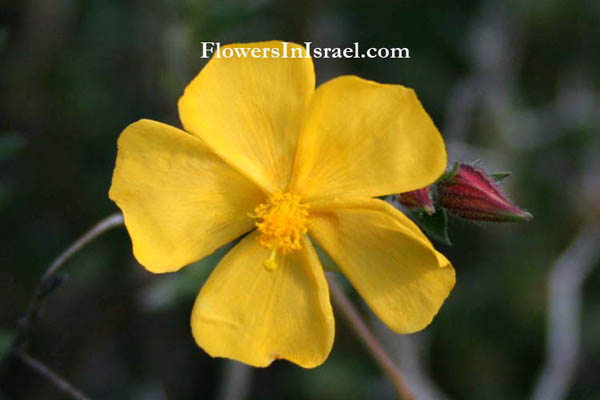 Fumana arabica, Arabian cistus, לוטמית ערבית,Cistaceae, לוטמיים