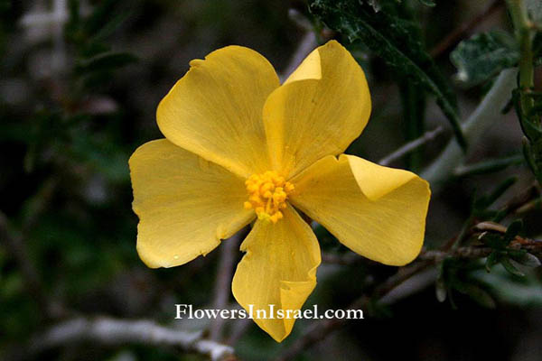 Israel, Travel, Nature, Wild Flowers