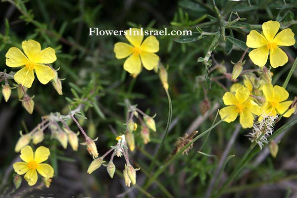 Flora, Israel, Send flowers online