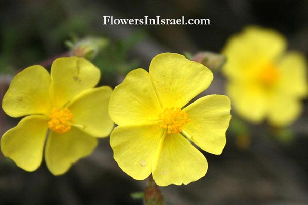 Fumana thymifolia, Clammy cistus, לוטמית דביקה,Cistaceae, לוטמיים