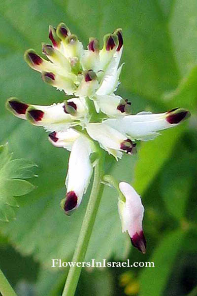 Fumaria capreolata, Ramping Fumitory, עשנן מטפס