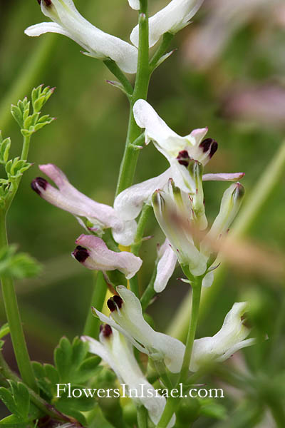 Fumaria densiflora, Fumaria bracteosa, Dense-flowered fumitory, עשנן צפוף, شاهترج, Fumariaceae, עשנניים