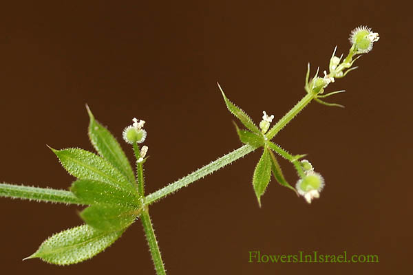 Galium aparine, Cleavers, Clivers, Catchweed, Coachweed, Common Bedstraw, Catchweed, Goose Grass, Stickywilly, Sweet Woodruff, דבקה זיפנית, بلسكاء لُزيقة