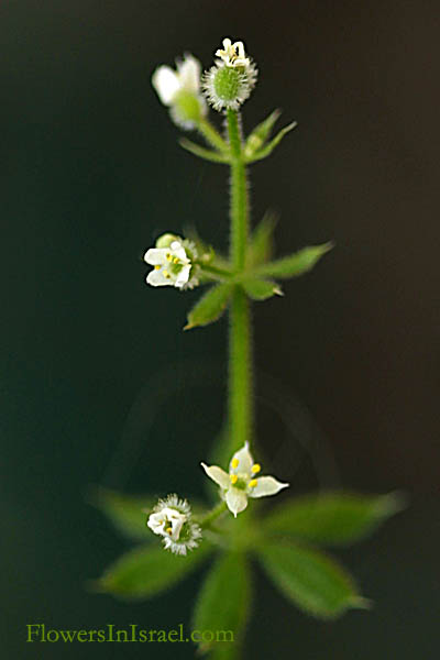 Flora of Israel online, Native plants, Palestine