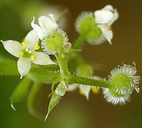 Galium aparine, Wildflowers, Israel, send flowers