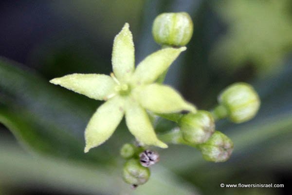 Galium philistaeum, Galium lasianthum, Galium philistaeum forma calvescens, דבקה פלשת