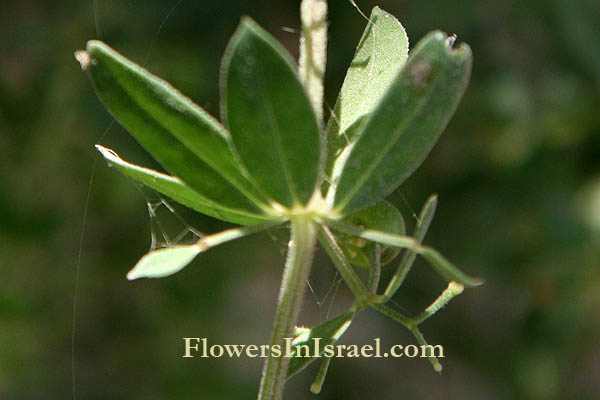Israel, native plants, Flora, Palestine