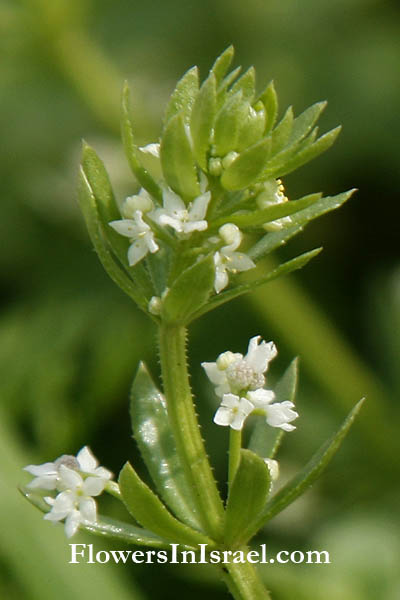 Native plants of Israel