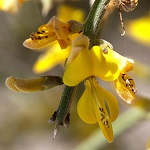 Genista fasselata, Israel, Yellow colored flowers