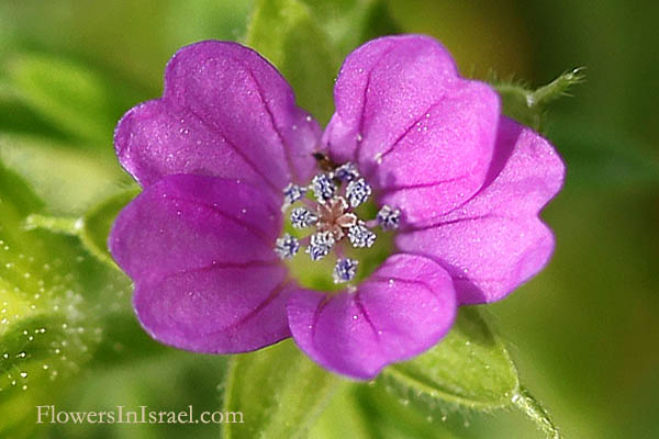 Geranium dissectum, Red Cranesbill, Cutleaf geranium, Cut-leaved Crane's-bill, Wrinkle-seeded Crane's Bill, גרניון גזור, الغرنوقي المنقسم 