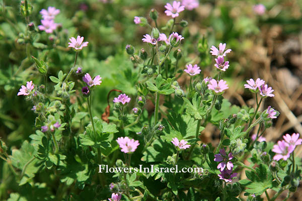 Flora of Israel online, Native plants, Palestine