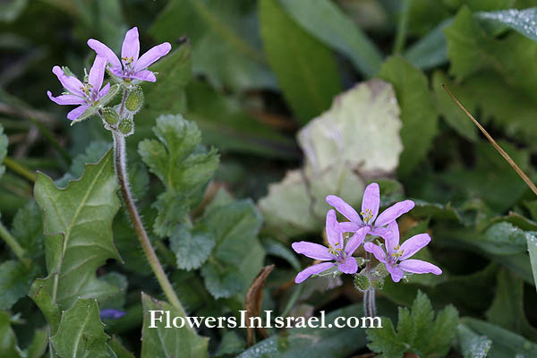 Geranium rotundifolium, Round-leaved geranium,Round-leaved crane's bill, גרניון עגול, غرنوقي دائري الأوراق 