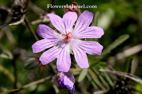Flora of Israel, Fleurs sauvages, Wildblumen, Fiori, флоры, Flores Silvestres, زهور,