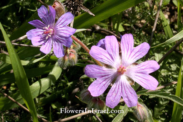 Flowers of Israel online