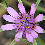 Geropogon hybridus, Israel, Purple Flowers