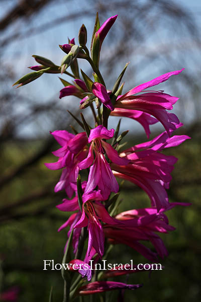 Gladiolus italicus, Gladiolus segetum, Common Gladiolus, Corn-flag, סייפן התבואה, Bene Zion Nature Reserve