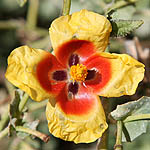 Glaucium leiocarpum, Wildflowers, Israel, send flowers