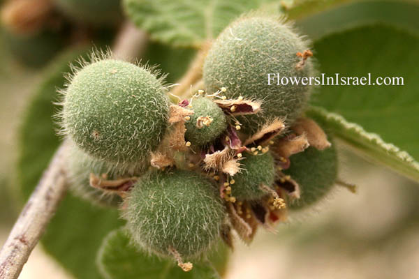 Grewia villosa, Mallow raisin, Mallow-leaved ross berry, Round leaf grewia, גרויה שעירה, نشم وبري