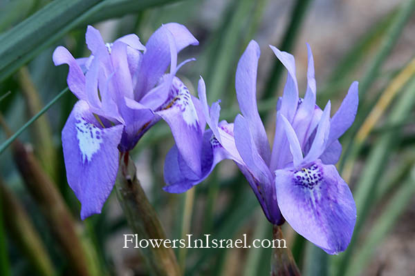 Moraea sisyrinchium, Gynandriris sisyrinchium, Barbary Nut, אחיאירוס מצוי, אירוס מצוי, צהרון מצוי 