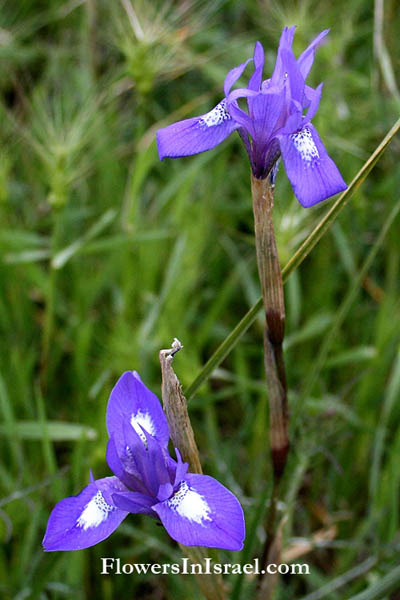 Moraea sisyrinchium, Gynandriris sisyrinchium, Barbary Nut, אחיאירוס מצוי, אירוס מצוי, צהרון מצוי 