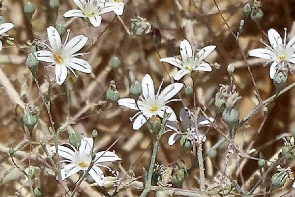 Gypsophila capillaris, Gypsophila arabica, Desert Baby's Breath, גבסנית ערבית