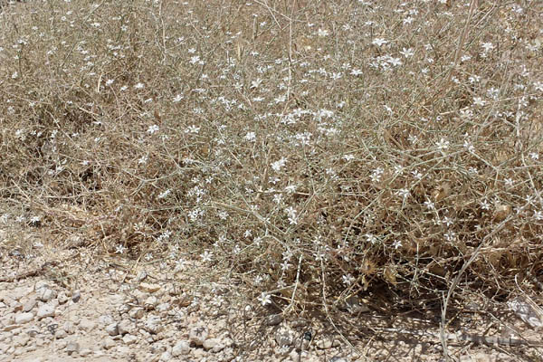 Gypsophila capillaris, Gypsophila arabica, Desert Baby's Breath, גבסנית ערבית
