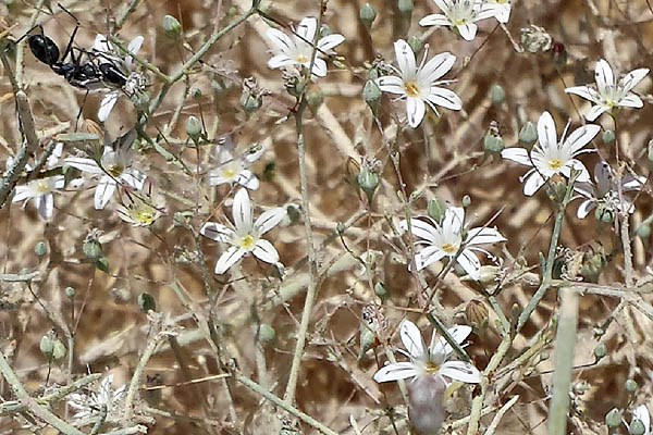 50 Pink Baby's Breath Seeds Gypsophila flamingo -  Israel