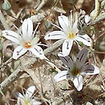 Gypsophila capillaris, Flora, Israel, wild flowers