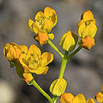 Haplophyllum buxbaumii, Israel, Yellow colored flowers