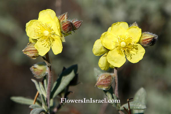 Flora en Israel, Israel wildflowers
