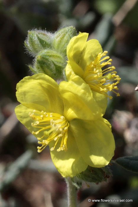 Helianthemum stipulatum, Helianthemum ellipticum, Sun-Rose, שמשון סגלגל