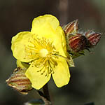 Helianthemum stipulatum, Israel, Yellow colored flowers