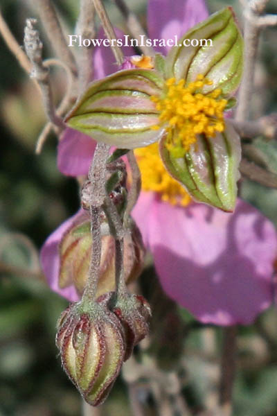 Helianthemum vesicarium, Pink Sun-rose, שמשון השלחופיות ,שמשון הדור, الرقروق المثاني 