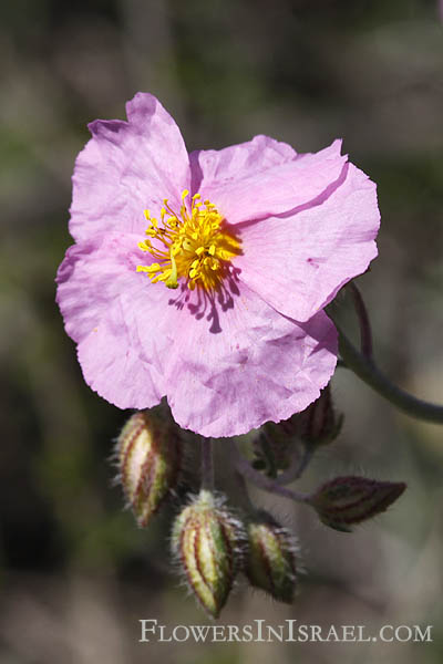 Helianthemum vesicarium, Pink Sun-rose, שמשון השלחופיות ,שמשון הדור, الرقروق المثاني