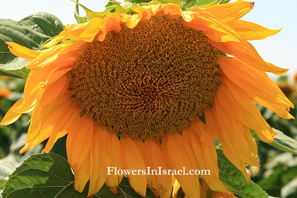 Helianthus annuus, Common Sunflower,دوار الشمس , חמנית מצויה