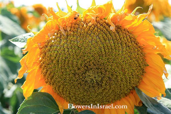 Helianthus annuus, Common Sunflower, חמנית מצויה