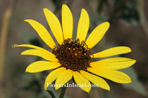 Helianthus annuus, Common Sunflower, دوار الشمس,חמנית מצויה