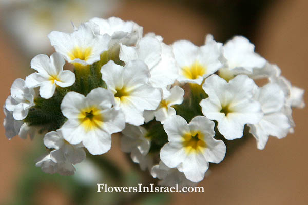 Heliotropium suaveolens, Fragrant Heliotrope, עוקץ-עקרב ריחני, رقيب الشمس الحلو