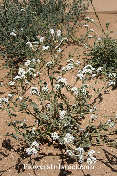 Flora of Israel online, Native plants, Palestine